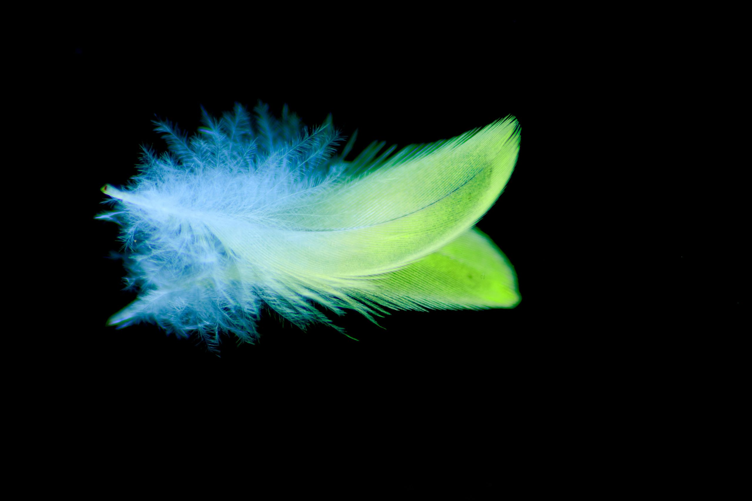 A close-up of a colorful feather with fine details and reflections on a black background.